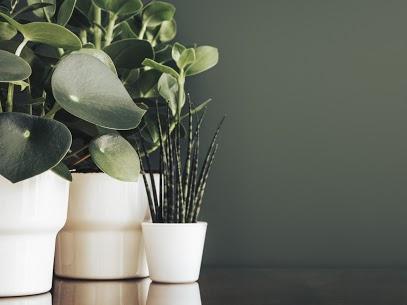 Photo of Houseplants