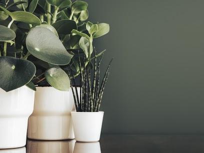 How Houseplants Can Benefit Your Health